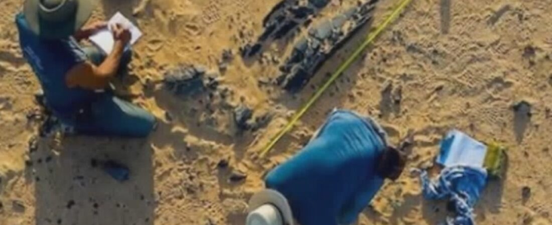 The Last Titan”: Scientists Discover Southeast Asia’s Largest Dinosaur in Thailand Today
