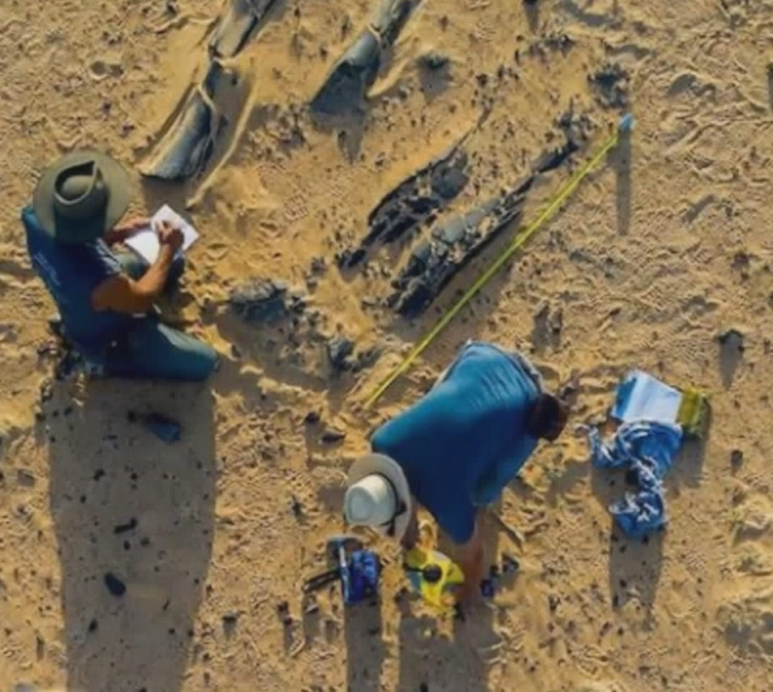 The Last Titan”: Scientists Discover Southeast Asia’s Largest Dinosaur in Thailand Today