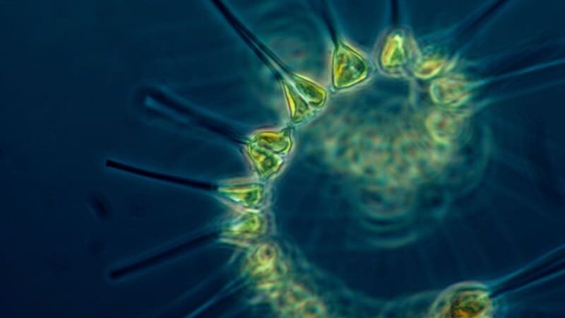 The “Eternal Bloom”: Massive Plankton Growth in the Pacific Baffles 2026 Climate Scientists