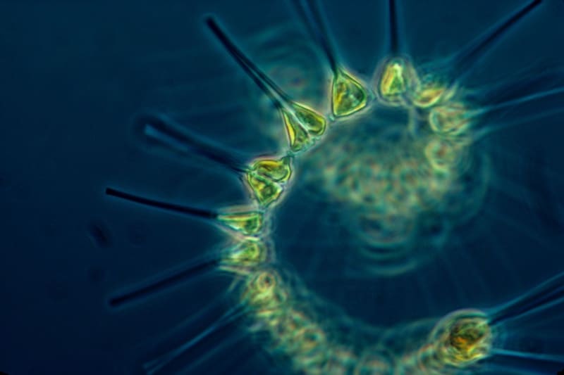 The “Eternal Bloom”: Massive Plankton Growth in the Pacific Baffles 2026 Climate Scientists